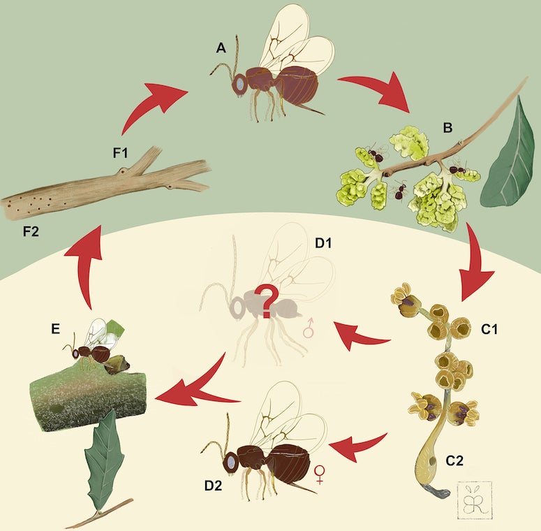 Artist’s illustration of the lifecycle of Neuroterus valhalla