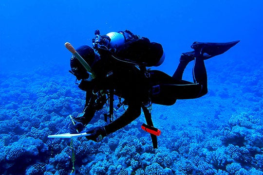 Rice graduate student Carsten Grupstra diving in Mo'orea, French Polynesia, in October 2020