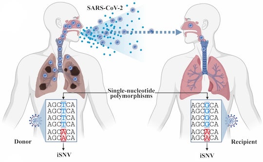 An illustration defines what differentiates single-nucleotide variants (iSNVs) within a single host from single nucleotide polymorphisms that spread from host to host. Rice University computer scientists have introduced Variabel, which uses sequencing data to identify low-frequency, intra-host variants of SARS-CoV-19 from public data sets. (Credit: Illustration courtesy of the Treangen Lab/Rice University)