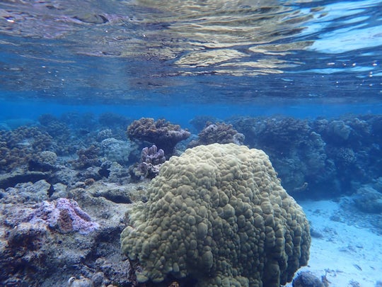 Coral reef near the South Pacific island of Moorea