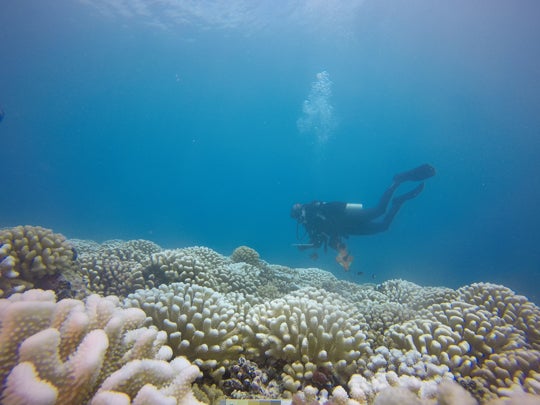 Lauren Howe-Kerr during a sample collection dive on a bleached coral reef in Moorea in 2019