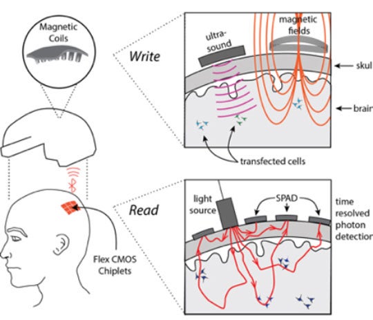 illustration of how MOANA technology will use light to "read" brain activity