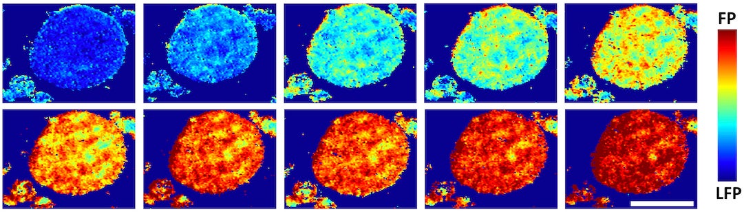 A phase map of an agglomerated particle in a common lithium iron phosphate (LFP) battery electrode shows the charge distribution as it goes from 4% to 86%. FP refers to iron phosphate. Rice University scientists found that the FP phase spreads nonuniformly on an aggregate surface upon charging, rather than the expected even spread of lithium over the surface. The scale bar is 10 microns. (Credit: Mesoscale Materials Science Group/Rice University)