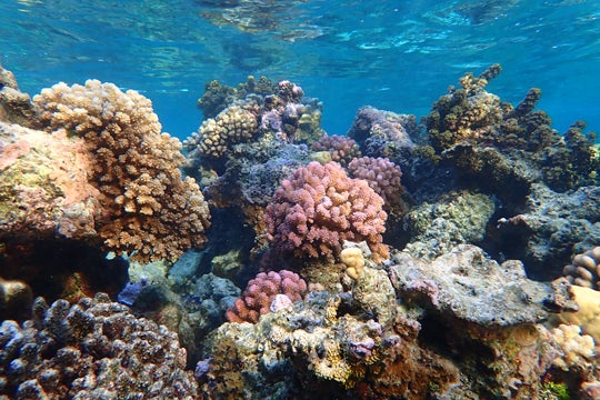 Coral reef in Moorea