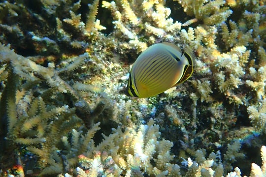 butterflyfish on a Moorea reef 