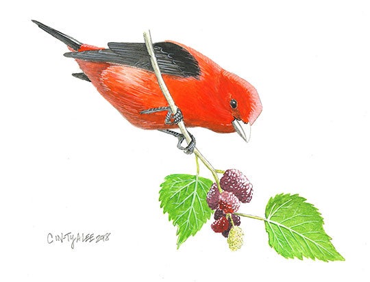 Scarlet tanager painting by Cin-Ty Lee