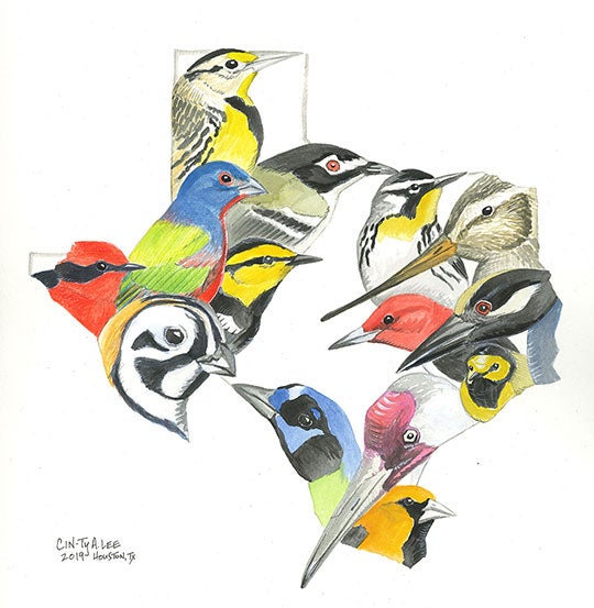 Painting of 14 colorful bird species observed in Texas