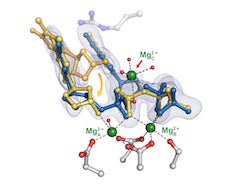 The structure of poly-eta, an enzyme that helps direct DNA replication. A time-resolved crystallography study of the enzyme at Rice University uncovered the importance of a third metal ion that helps stabilize the process, ensuring accuracy. (Credit: Yang Gao Lab/Rice University)