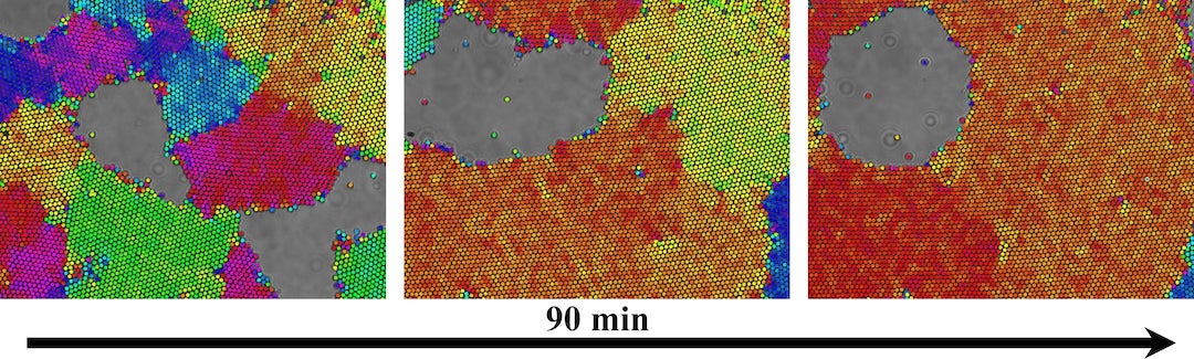 In a Rice University study, a polycrystalline material spinning in a magnetic field reconfigures as grain boundaries appear and disappear due to circulation at the interface of the voids. The various colors identify the crystal orientation. (Credit: Biswal Research Group/Rice University)