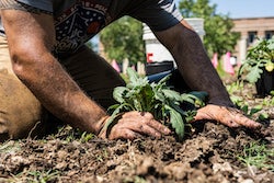 A volunteer introduces a native plant to its new home in a prairie garden at Rice University. “Prairie Plots” is a demonstration to show the wide benefits of planting native species that are resilient in harsh conditions and require far less maintenance than typical lawns.