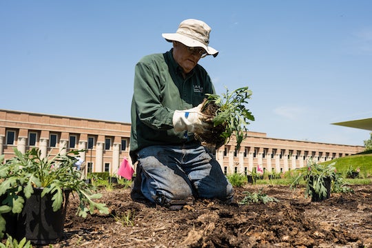 Volunteer Wallace Ward of the Native Plant Society, Houston chapter, prepares a plant for placing in the garden. Photo by Jeff Fitlow