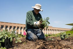 A volunteer prepares a plant for placing in Rice University’s “Prairie Plots,” a prairie garden that demonstrates the benefits of replacing typical lawns with native plants and grasses that require little maintenance and help protect the environment. 