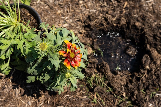 An Indian blanket wildflower awaits planting in the “Prairie Plots” installation. Photo by Jeff Fitlow