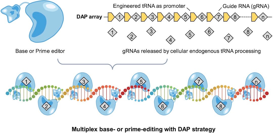 Rice University engineers introduce DAP, a streamlined CRISPR-based technology that can perform many genome edits at once to address polygenic diseases. In experiments, DAP, for “drive-and-process,” enabled up to 31 edits with the base editor and three edits with the prime editor. Illustration by Qichen Yuan