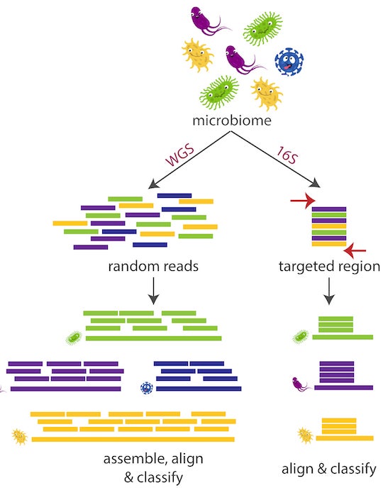 A schematic illustrates the relative simplicity of more random shotgun sequencing (WGS) and Emu, a technique developed at Rice University to identify bacterial species by leveraging long DNA sequences of the common 16S gene, which is highly conserved in bacteria. The program could simplify sorting harmful from helpful bacteria in microbiomes. Illustration by Kristen Curry