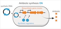 Rice University bioscientists have designed novel on and off switches to control the “silent” genes -- as many as 40 of them -- in a strain of bacteria. Their CRISPR-based strategy could boost the perpetual search for new antibiotics. (Credit: Illustration by Andrea Ameruoso/Chappell Lab)