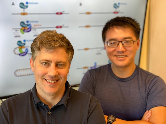 Isaac Hilton, left, and Kaiyuan Wang led a Rice University study to uncover mechanistic details orchestrating cellular transcription. 