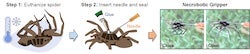 An illustration shows the process by which Rice University mechanical engineers turn deceased spiders into necrobotic grippers, able to grasp items when triggered by hydraulic pressure. (Credit: Preston Innovation Laboratory/Rice University)