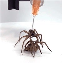 Spider carrying spider gif