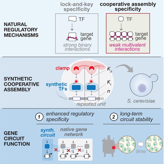 Illustration describing how transcription factors that cooperative assemble can benefit synthetic biology
