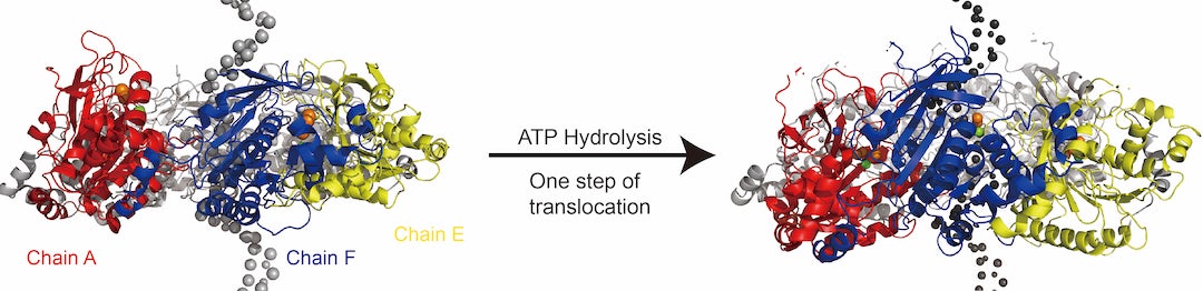 A helicase protein model created at Rice University shows a before-and-after of how the six-sided ring moves along DNA to split double strands into single strands in response to ATP hydrolysis during replication. Illustration by Shikai Jin