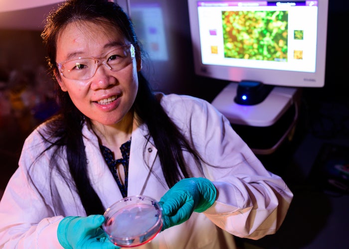 Rice postdoctoral researcher Jie Yang led an effort to adapt Cas13 genome editing tools to serve as a highly sensitive detector for the presence of the SARS-CoV-2 virus, which causes COVID-19. Photo by Jeff Fitlow
