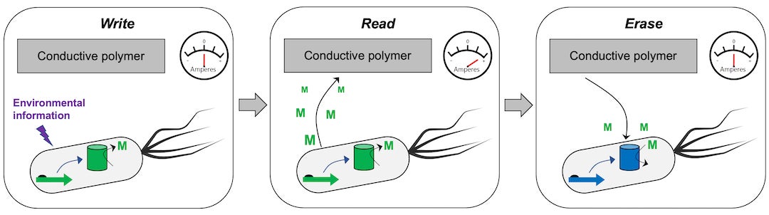 Cells turned into random-access memory devices will be able to store and report data about their environments. Courtesy of the Silberg Lab