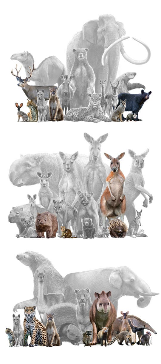  Illustration depicting lost mammal species