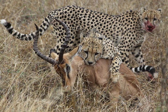cheetah preying on impala