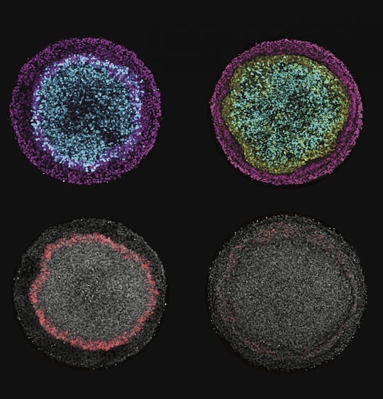 cell models