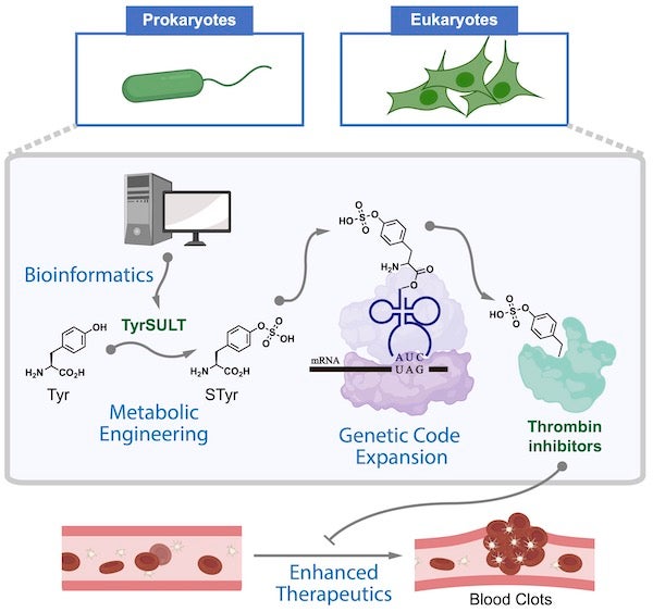 A graphic shows how Rice University chemists used a rare genetic pathway to metabolically engineer cells that serve as drug factories to make thrombin inhibitors that break up blood clots. The study began with a bioinformatic survey that found the key in a crested ibis. Courtesy of the Xiao Lab