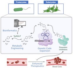 A graphic shows how Rice University chemists used a rare genetic pathway to metabolically engineer cells that serve as drug factories to make thrombin inhibitors that break up blood clots. The study began with a bioinformatic survey that found the key in a crested ibis. (Credit: Xiao Lab/Rice University)