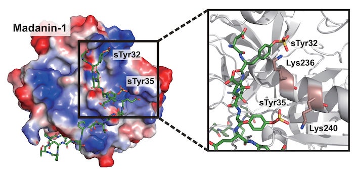 Rice University scientists developed cells engineered to express therapeutic proteins, specifically a thrombin inhibitor. The key is the site-specific insertion of sulfotyrosine (sTyr), a mutant of the standard amino acid tyrosine found naturally only in the crested ibis. (Credit: Xiao Lab/Rice University)