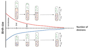 A simple theoretical model by Rice University scientists seeks to explain why bacteria remain roughly the same size and shape. The model shows the random processes of growth and division are linked, essentially canceling each other out. Click on the image for a larger version. Courtesy of the Kolomeisky Research Group