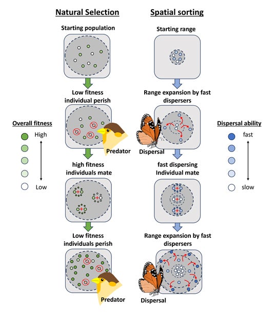 Graphical illustration of the processes of natural selection and spatial sorting