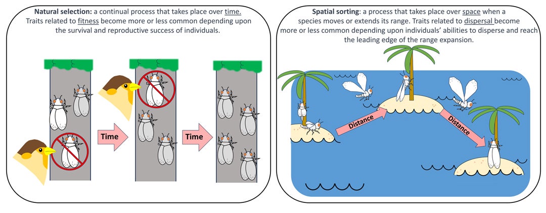 Illustration describing natural selection and spatial sorting