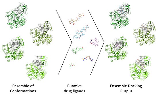 The use of an ensemble of conformations allows researchers to account for protein flexibility in molecular docking studies. 