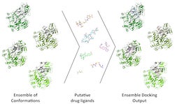 Rice University engineers are leading the development of a web server to help researchers identify drugs to treat COVID-19. Their use of an ensemble of conformations allows researchers to account for protein flexibility in molecular docking studies. 