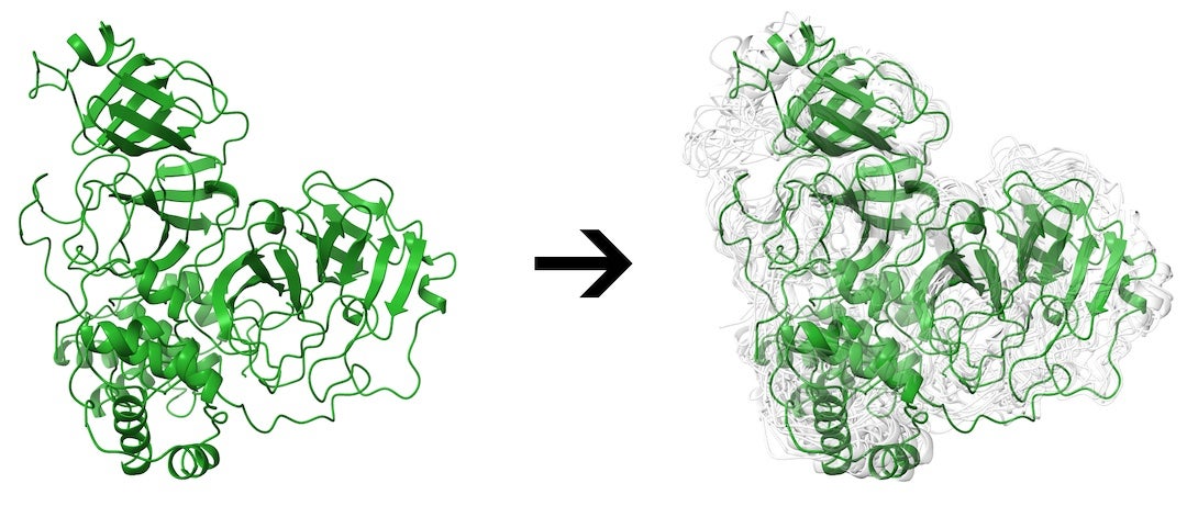 A Rice University web server can help researchers identify potential drugs to treat COVID-19. In the physiological environment, a protein is not a static entity, but can move and adopt an ensemble of conformations. In this illustration, the main protease of SARS-CoV-2 is represented in green and multiple conformations are represented in light gray. 