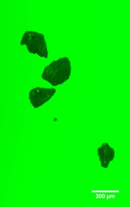Uma imagem de microscopia fluorescente mostra fagos absorvidos por microplásticos. Os pesquisadores do Rice e seus colegas descobriram que os plásticos de lixiviação química atraem bactérias e outros vetores e os tornam suscetíveis a genes resistentes a antibióticos