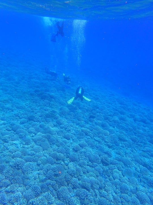 Marine biologists sample reefs of Pocillopora corals