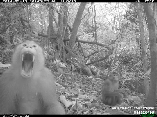 A southern pig-tailed macaque makes its feelings known to a camera trap in one of millions of photos analyzed for a new study led by a Rice University visiting student. The study found striking similarities in how rainforest animals across the world spend their days. (Credit: Courtesy of Lydia Beaudrot/Conservation International)