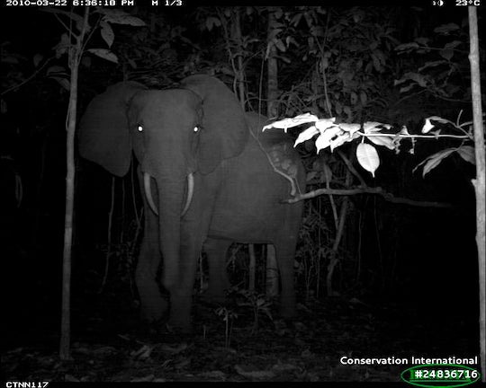 An elephant faces a camera trap in one of millions of photos analyzed for a new study led by a Rice University visiting student. The study found striking similarities in how rainforest animals across the world spend their days. Courtesy of Lydia Beaudrot/Conservation International