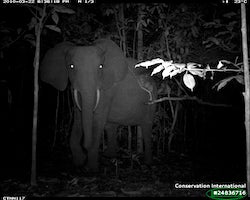 An elephant faces a camera trap in one of millions of photos analyzed for a new study led by a Rice University visiting student. The study found striking similarities in how rainforest animals across the world spend their days. (Credit: Courtesy of Lydia Beaudrot/Conservation International)