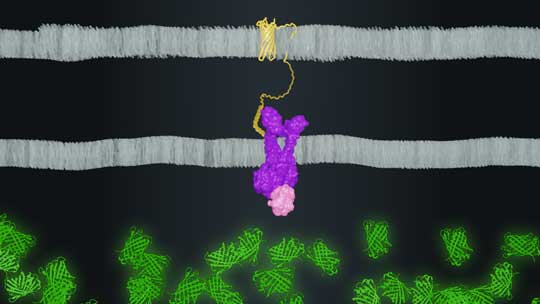 Illustration of Rice University's peptide display method