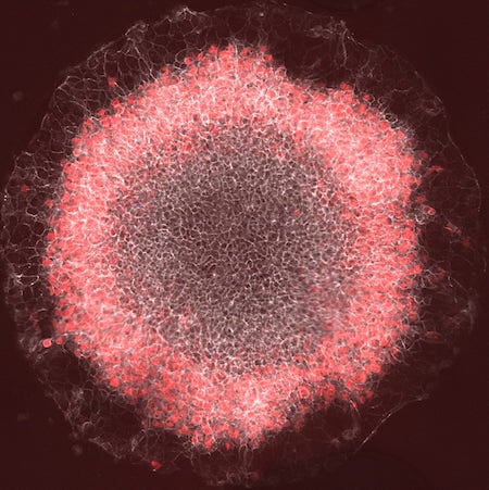 A ring of red cells representing the mesoderm germ layer appear in a stem-cell gastrulation model developed by the Rice University lab of bioscientist Aryeh Warmflash. The lab has received National Science Foundation backing to model how individual embryonic cells process the signals that prompt them to differentiate. 