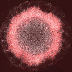 Gastrulating cell model