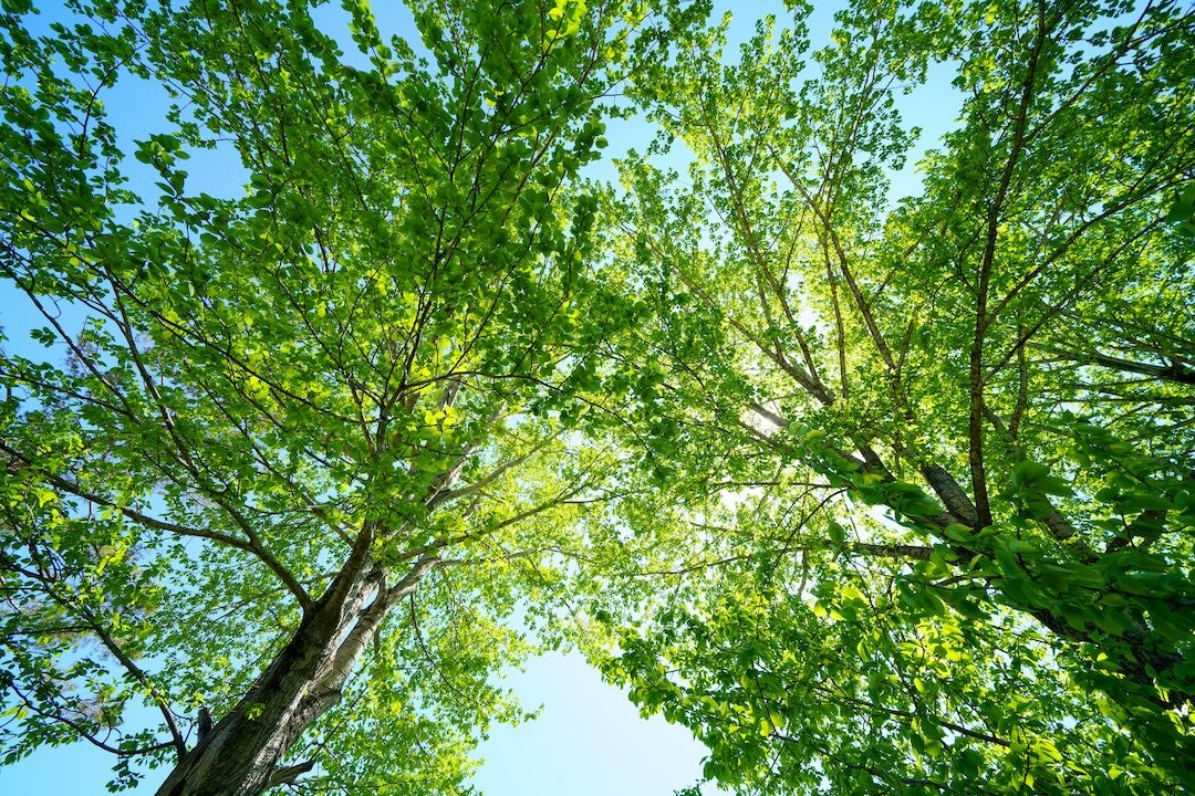 green trees