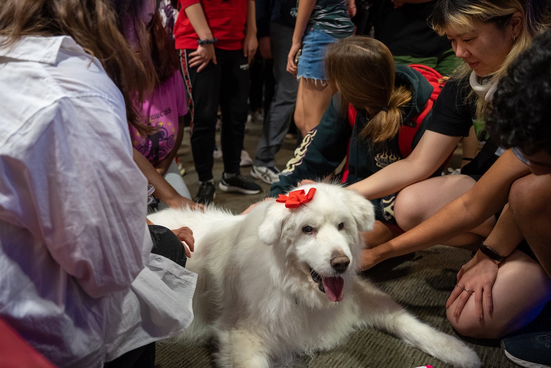 Rice students petting therapy dog
