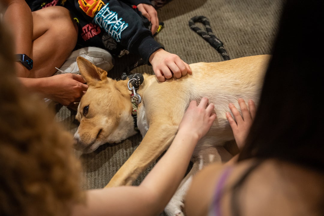 Rice students petting therapy dog during study break at Fondren Library